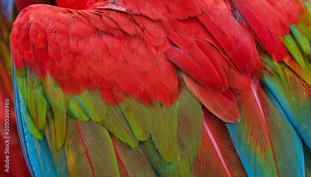 Obraz premium usa washington state sammamish scarlet macaw feather pattern