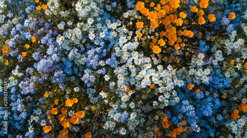 Top down view of a vibrant wild meadow packed with blue forget me nots white daisies and orange poppies in peak summer bloom