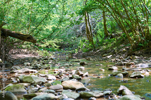 Small shallow stream flowing gently through a green forest. Peaceful woodland water scene, nature detail.