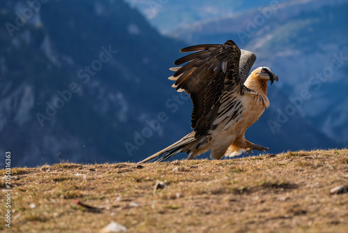 Adult Bearded Vulture (Gypaetus barbatus) landing and walking with raised wings on a mountain ridge