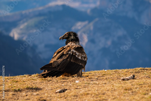 Juvenile Bearded Vulture (Gypaetus barbatus) resting on a mountain ridge looking back