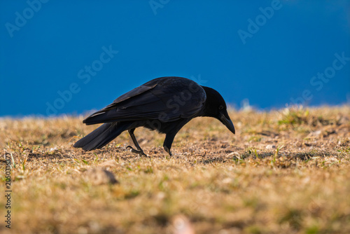 Carrion Crow (Corvus corone) foraging on dry grass against a clear blue sky