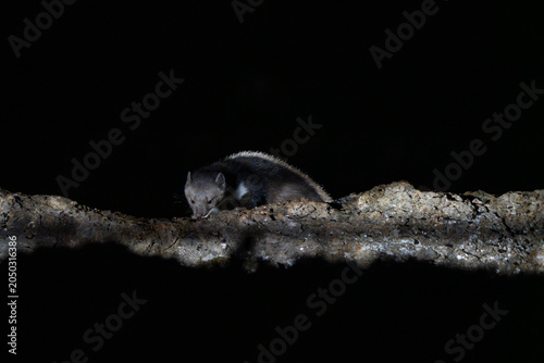 Wild Stone Marten (Martes foina) foraging and sniffing on a thick textured branch at night