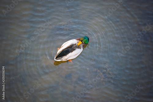 Top-down view of a male Mallard duck (Anas platyrhynchos) preening its feathers in calm water