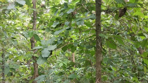 Dense Green Foliage and Tree Trunks in Tropical Forest, Nature Background