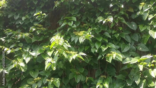 Lush Green Vine Leaves Covering Wall in Outdoor Sunlight