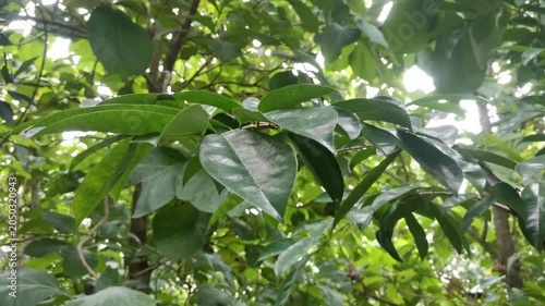 Lush Green Leaves and Branches with Bright Sunlight Filtering Through Forest Canopy