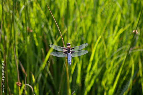 Foto A close-up macro of a dragonfly (Broad-bodied chaser - Libellula depressa) on a