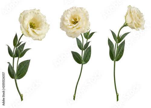 Elegant white lisianthus flowers (Eustoma) with fresh dew drops on stems