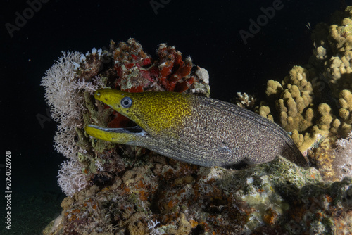 Moray eel Mooray lycodontis undulatus in the Red Sea, Eilat Israel
