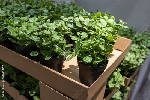 фотографія Artificial plastic plants in pots packed in a cardboard box symbolizing fake gre