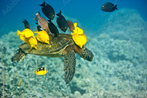 Green sea turtle being cleaned by yellow tangs off the coast of Hawaii