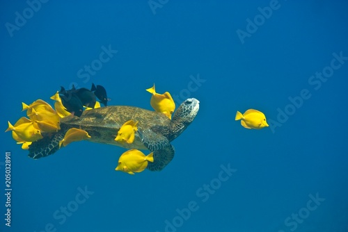 Green sea turtle being cleaned by yellow tangs off the coast of Hawaii