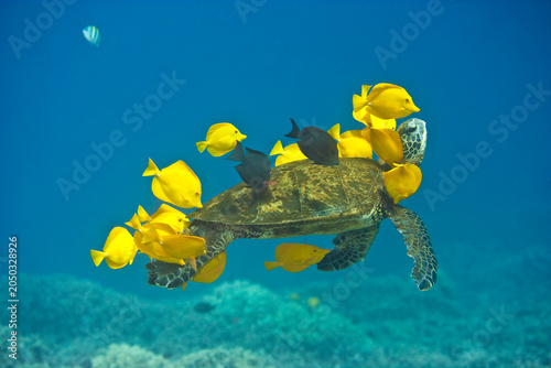Green sea turtle being cleaned by yellow tangs off the coast of Hawaii