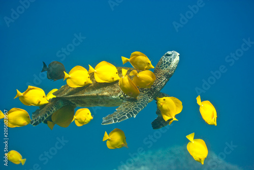 A green sea turtle being cleaned by yellow tangs along the Kona coast of Hawaii