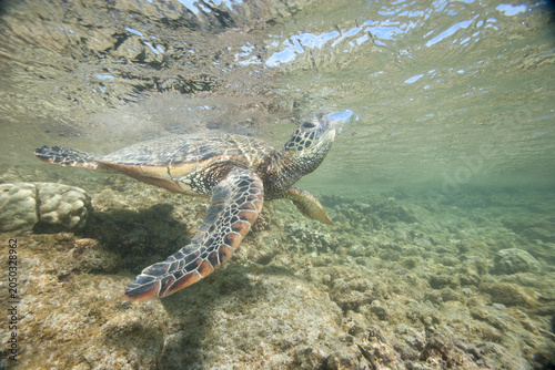 A green sea turtle takes a breath as he swims along the reef off of Hawaii