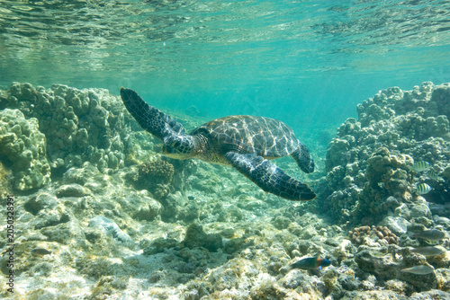 Green Sea Turtle swimming along the reef  in Hawaii























































































































