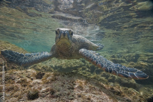 Green sea turtle resting underwater of the Kona coast of Hawaii