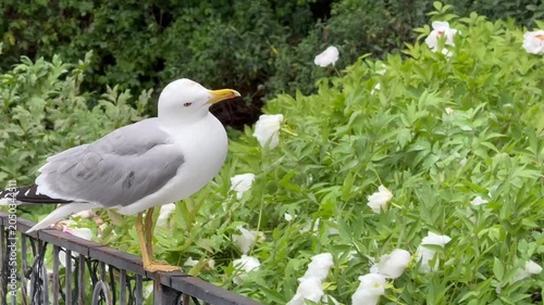 Seagull perched on railing, observing surroundings with flowers in the background