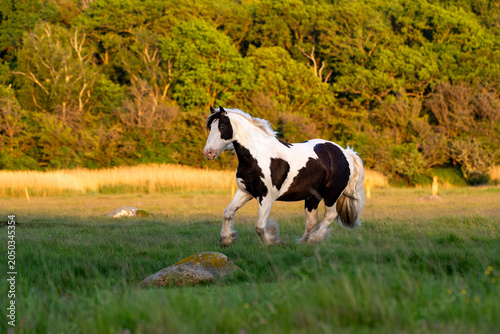Fotografie Pinto horse galloping powerfully across golden autumn meadow