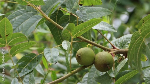 Southern Black Walnut, Juglans Californica, a beautiful native monoecious arborescent shrub displaying immature globose husked indehiscent nut fruit during early Summer in Coastal Los Angeles County.