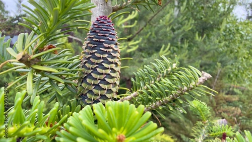 Foto Blue cone of Korean fir Abies koreana with blurred foreground branch