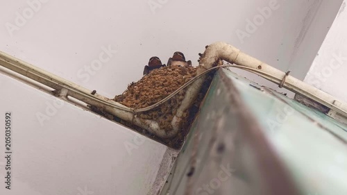 The mother swallow flies back to the nest with food to feed her chicks