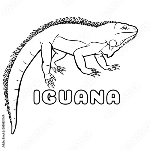 vector image of a iguana