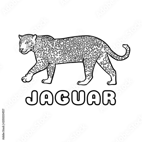 Jaguar on a white background