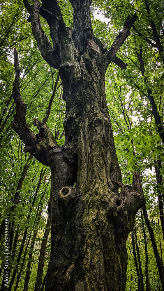 Obraz premium Ancient old tree trunk with powerful gnarled bark standing prominently in the middle of a dense green summer forest, capturing mysterious natural beauty and wild ecology concept