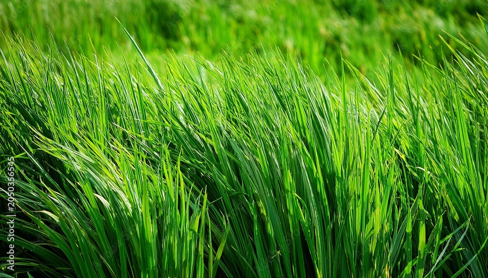 Obraz premium Dense Grass Blades With Radiant Green