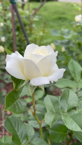 Orbit shot of a perfect pure white rose