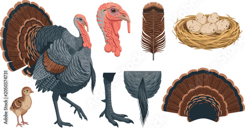 Billede på lærred Realistic Turkey Life Cycle and Anatomy Vector Illustration Set with Poult, Nest
