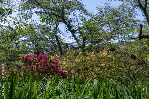 春で色付き始めた公園の風景　滋賀県大津市皇子が丘公園