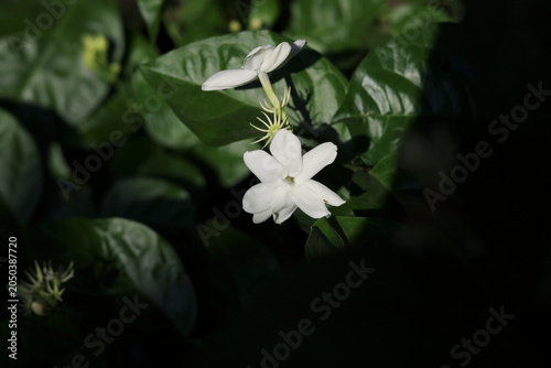 Neroli flowers in the morning, neroli flowers on the tree trunk