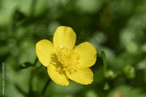 Bright yellow buttercup flower blooming in lush green grass  