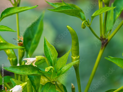 Принти на полотні Macro shot of homegrown green Thai chili peppers