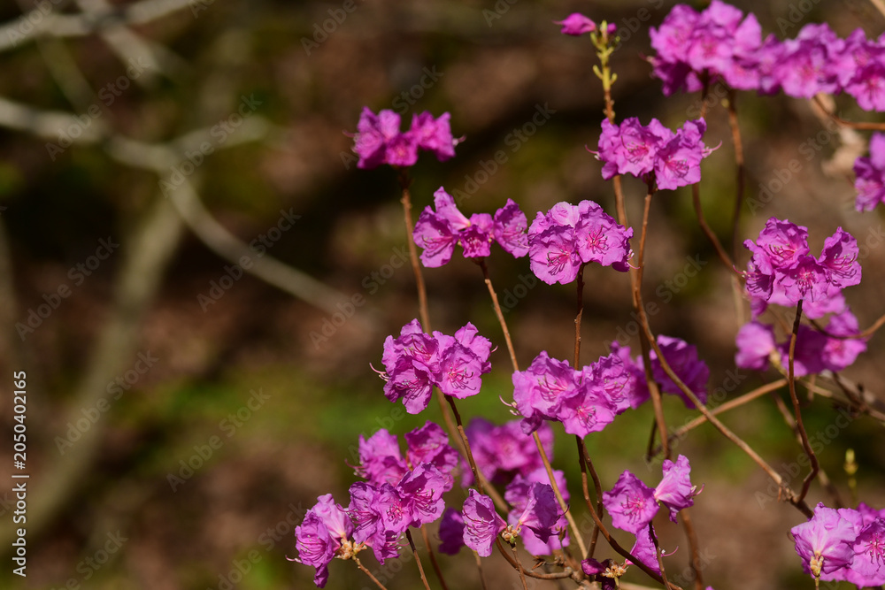 Fototapeta premium 早春のエゾムラサキツツジの花