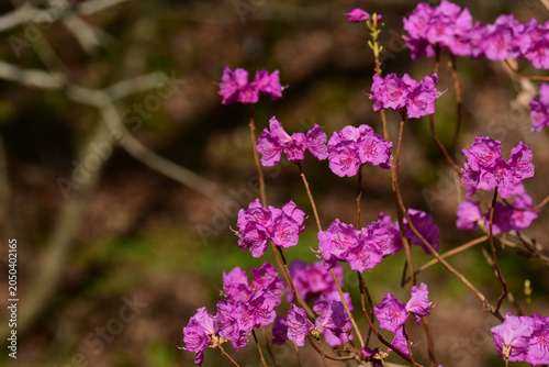 Bild auf Leinwand 早春のエゾムラサキツツジの花