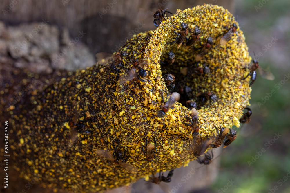 Obraz premium Thoracica Stingless bee hive entrances.