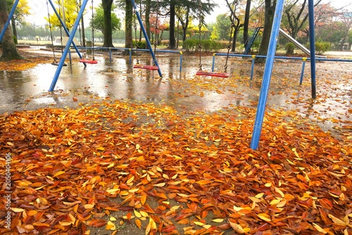 冬の欅の落葉のある雨の朝の誰もいない公園風景