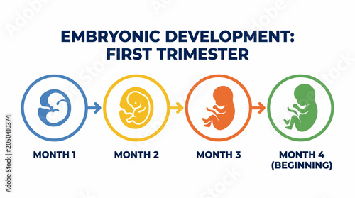 Bild auf Leinwand Embryonic Development Stages First Trimester