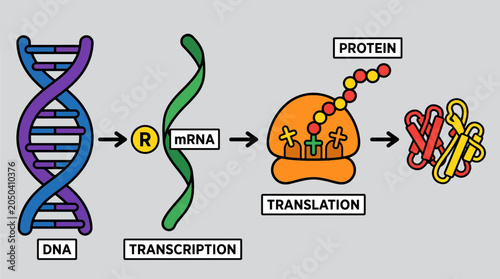 Foto Gene Expression DNA to Protein Synthesis