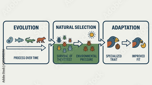 Fotografie Evolution Natural Selection Adaptation Diagram