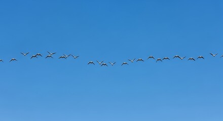 Aerial view of bird flock flying over ocean.
