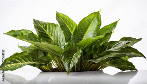 Asplenium Nidus Isolated On White Background