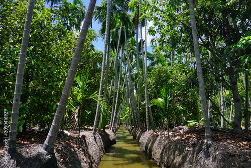 areca trees at groove canal
