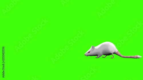 4k White albino house mouse with red eyes walk enter on the right side and exits on the left side, animation isolated on Green Screen, 3D mus musculus rodent mice walk rendering on the chroma key