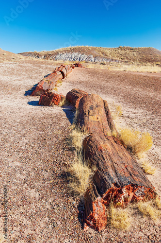 Close up of prehistoric petrified log in Petrified Forest National park, Arizona, USA