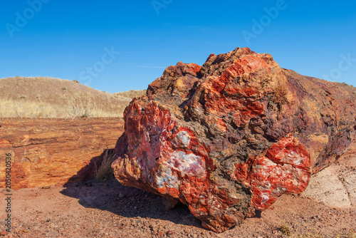 Close up of prehistoric petrified log in Petrified Forest National park, Arizona, USA